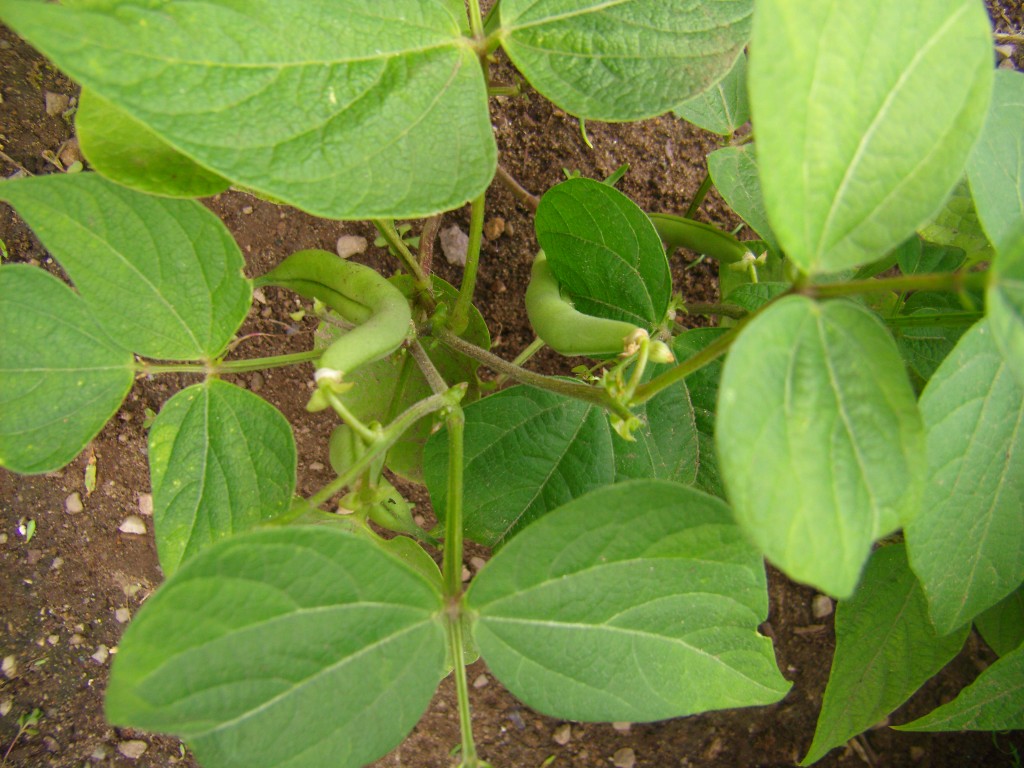 Beans from my Garden