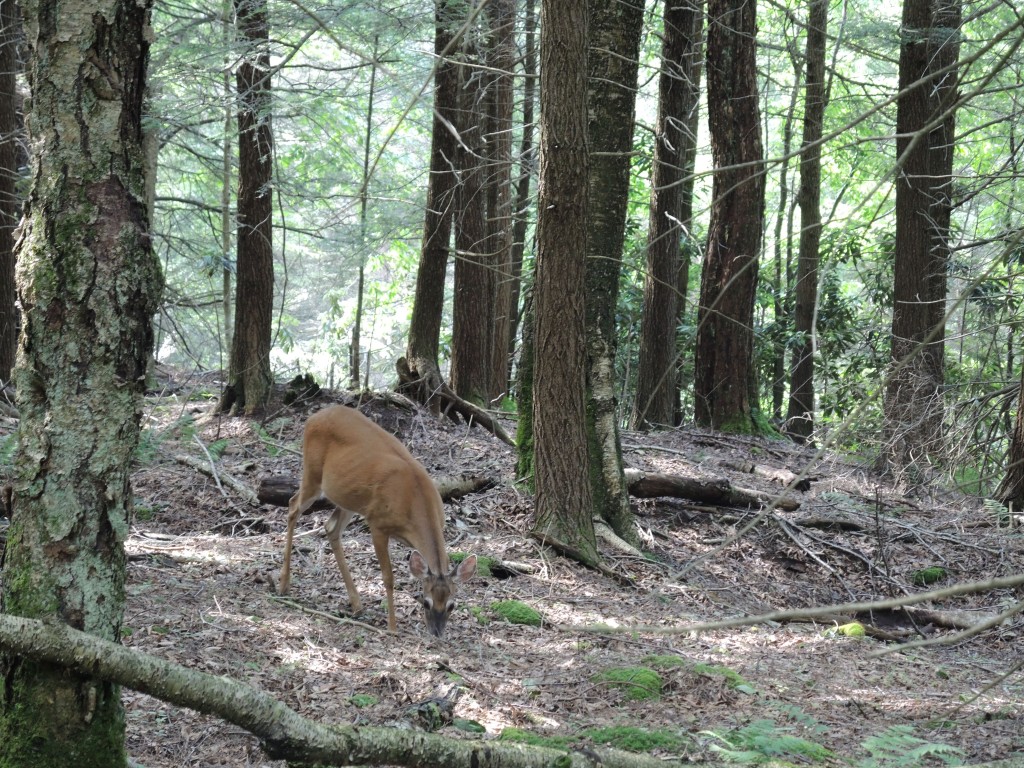 Deer along the Yellow Birch Trail