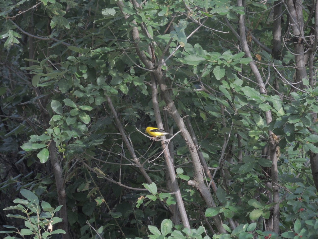 Bird along a Trail