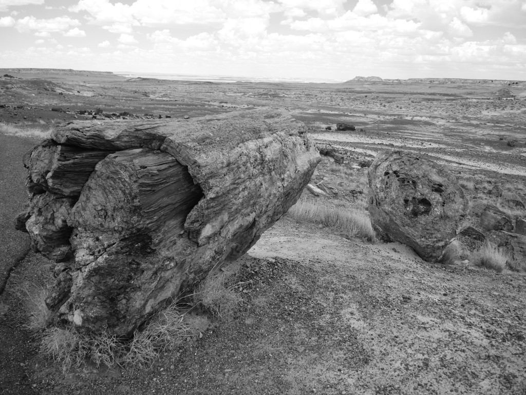 Petrified Wood in Black and White