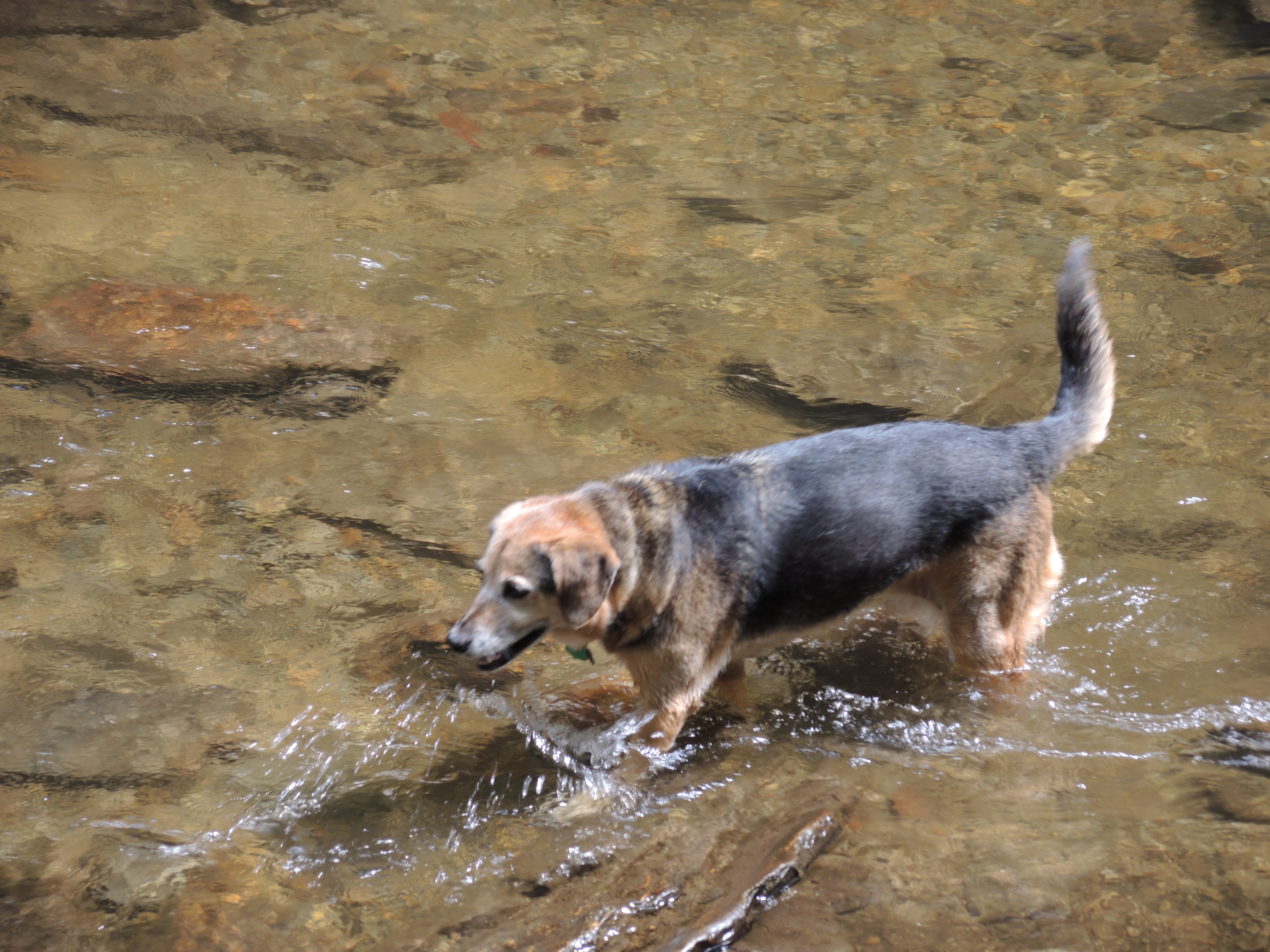 Falling for Four-Legged Friends